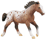 Appaloosa 2302.jpg